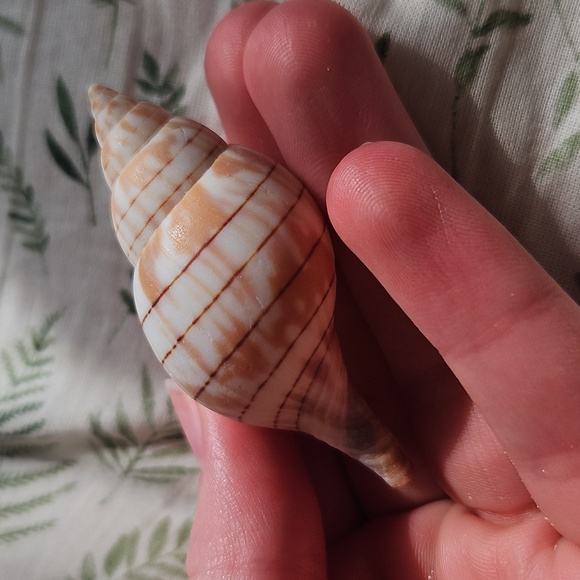 Banded Tulip Seashell - Picture 2 of 3